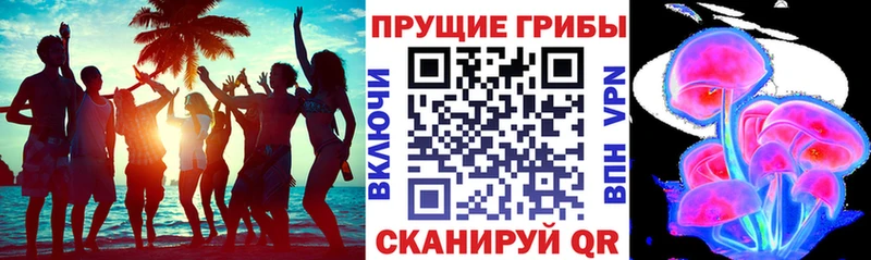 Купить где  Болотное  Псилоцибиновые грибы Psilocybe 